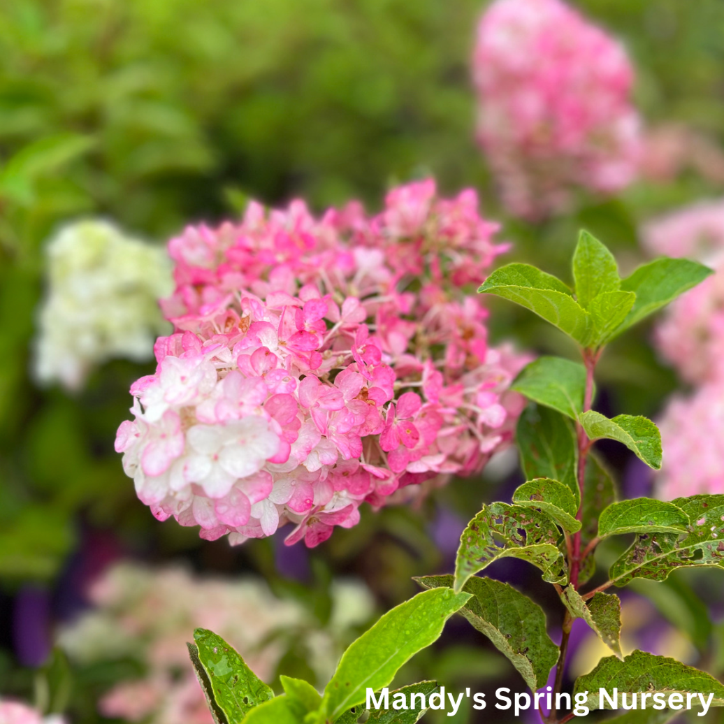 Berry White Hydrangea | Hydrangea paniculata