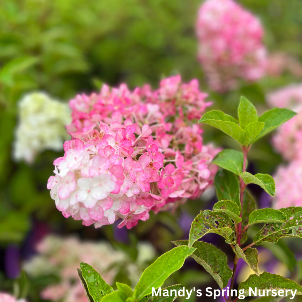 Berry White Hydrangea Tree | Hydrangea paniculata 'Renba'