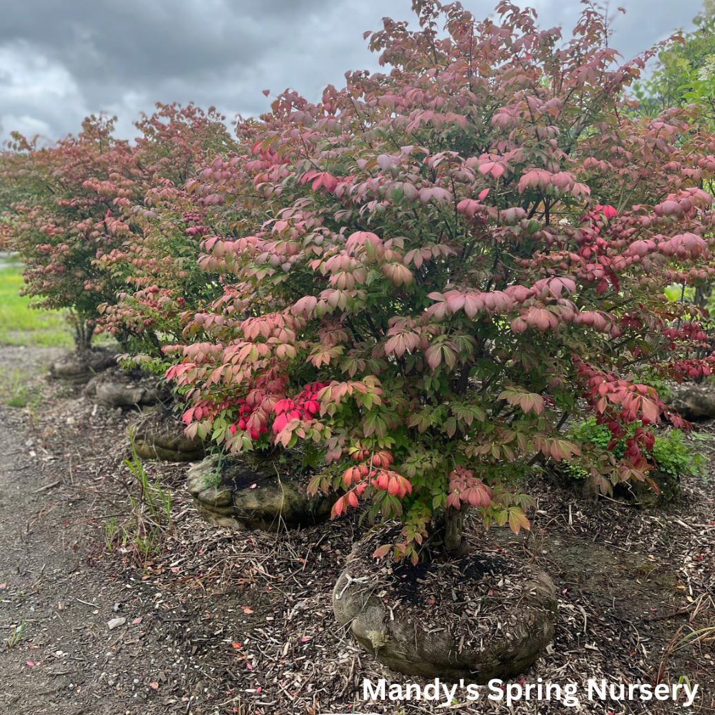 Grove Dwarf Burning Bush | Euonymus alatus