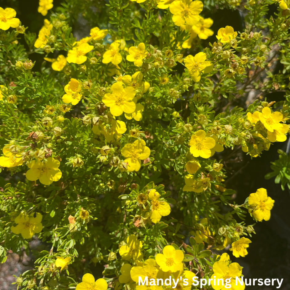 Dakota Sunspot Potentilla | Potentilla fruticosa