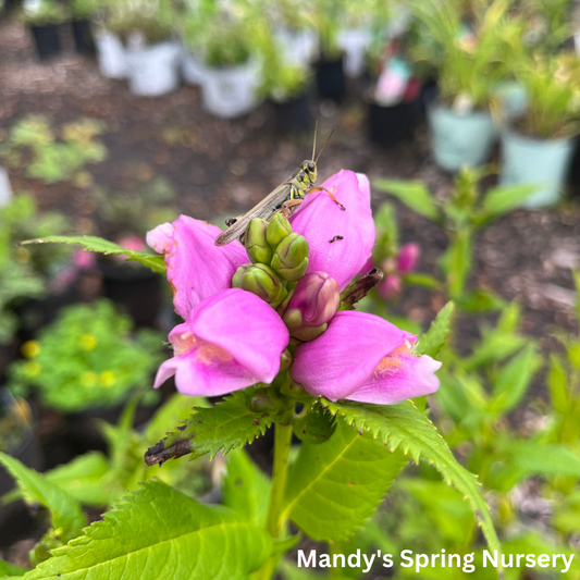 Turtlehead | Chelone obliqua 'Rosea'