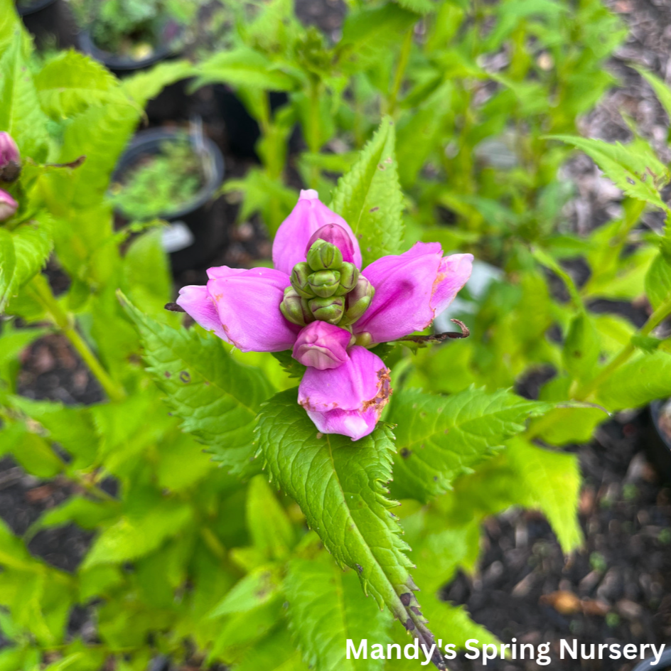 Chelone Glabra Turtlehead | Chelone obliqua 'Glabra'