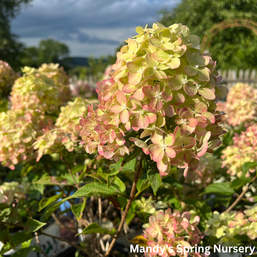 Little Lime Hydrangea | Hydrangea paniculata