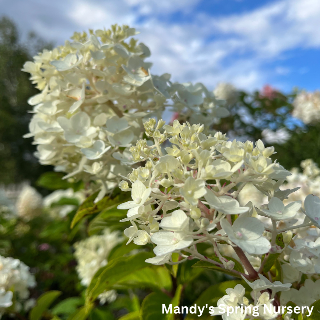 Little Hottie Hydrangea | Hydrangea paniculata