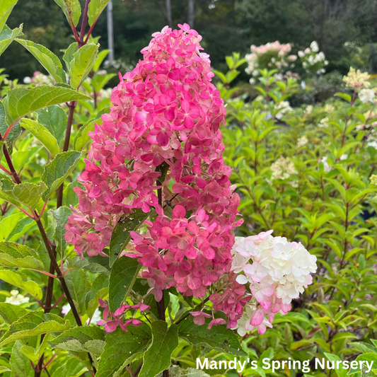 Berry White Hydrangea | Hydrangea paniculata