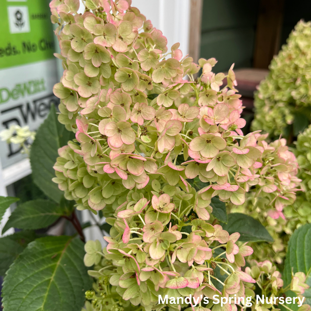 Strawberry Sundae Hydrangea | Hydrangea paniculata