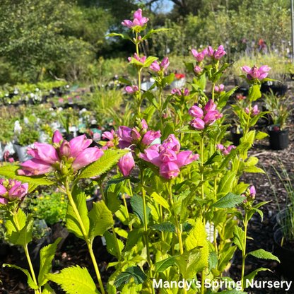 Chelone Glabra Turtlehead | Chelone obliqua 'Glabra'