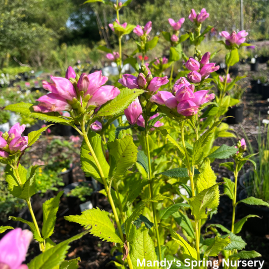 Turtlehead | Chelone obliqua 'Rosea'