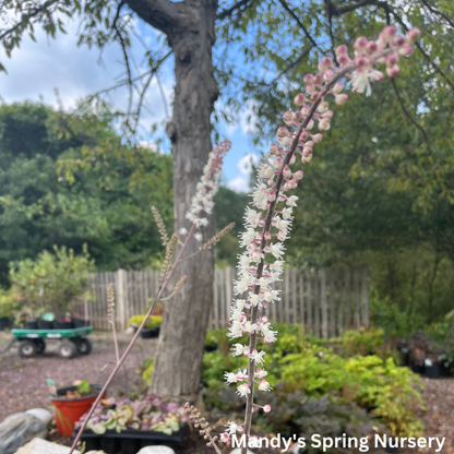'Hillside Black Beauty' Bugbane | Actaea simplex