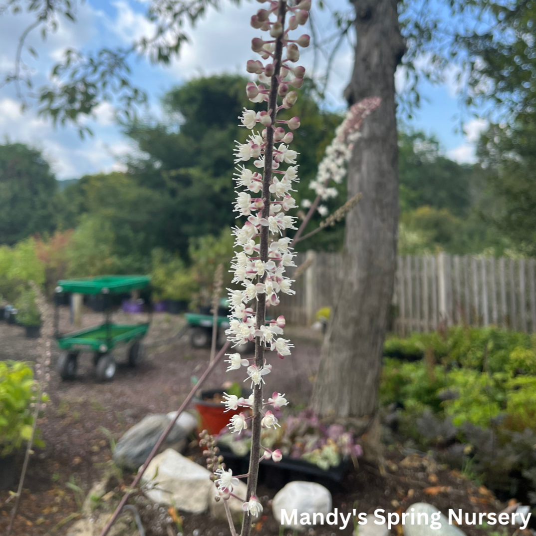 'Hillside Black Beauty' Bugbane | Actaea simplex
