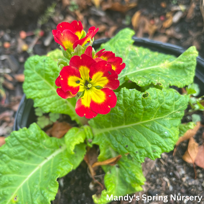 Pacific Hybrids English Primrose | Primula