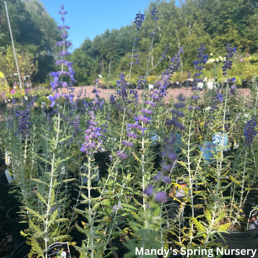 Russian Sage | Perovskia atriplicifolia