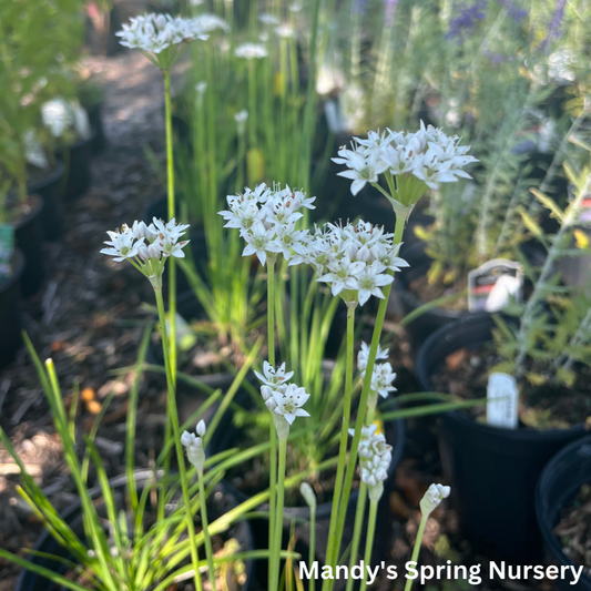 White Garlic Chives | Allium tuberosum