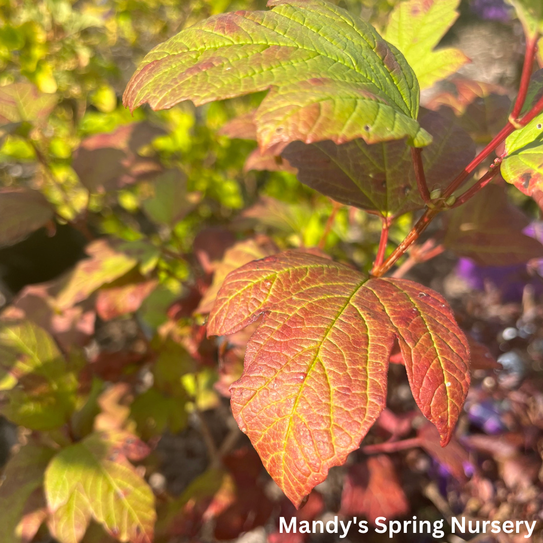 Common Snowball Viburnum | Viburnum opulus Roseum