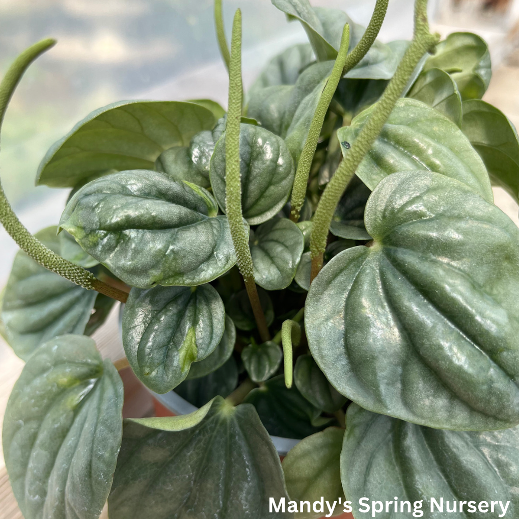 Peperomia 'Moonlight' | Peperomia caperata 'Moonlight'