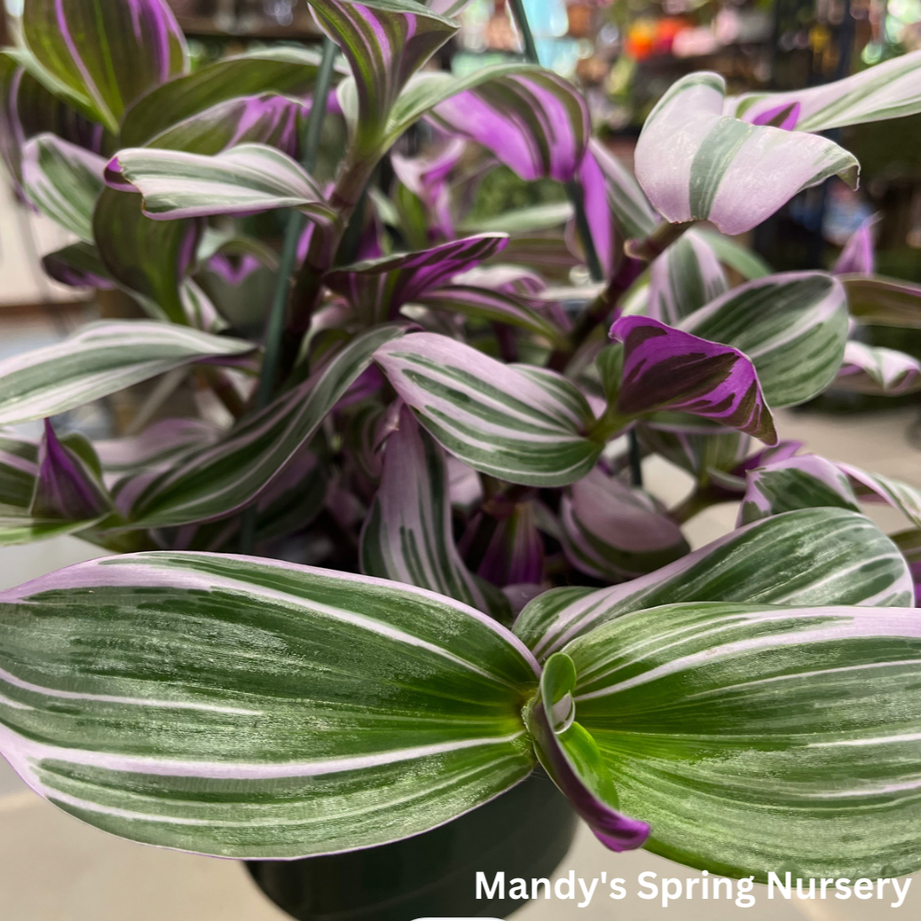 Tradescantia Nanouk - Pink Wandering Dude