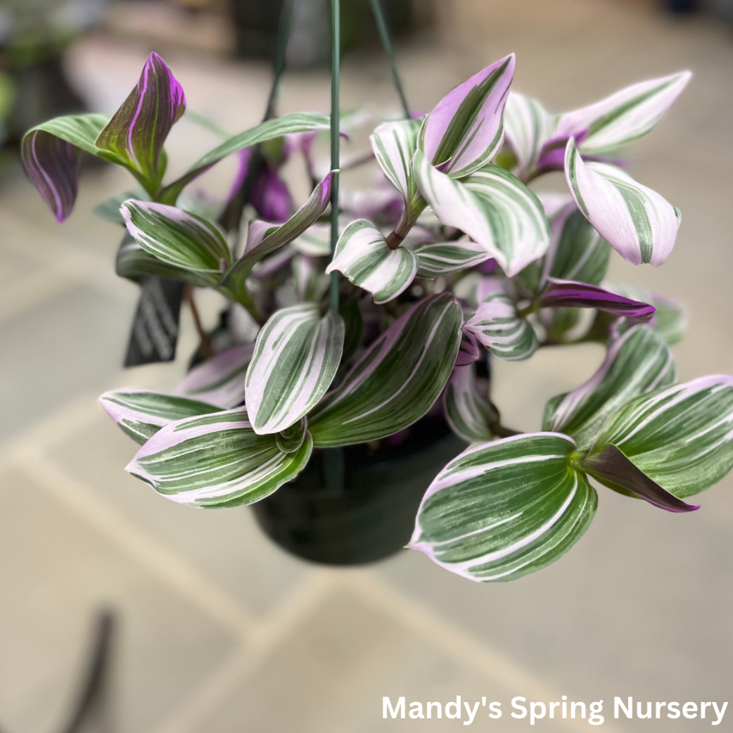 Nanouk Tradescantia | Tradescantia albiflora 'Nanouk'