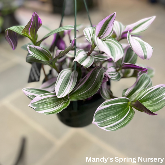 Nanouk Tradescantia | Tradescantia albiflora 'Nanouk'