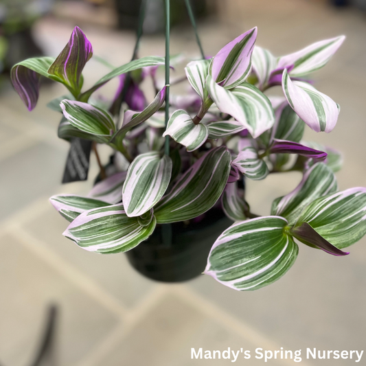 Tradescantia Nanouk - Pink Wandering Dude