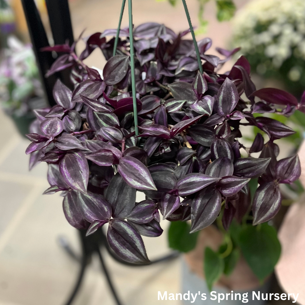 Deep Purple Tradescantia | Tradescantia pallida 'Purpurea'