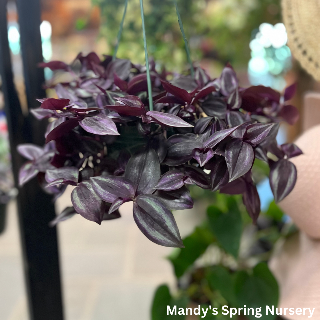 Deep Purple Tradescantia | Tradescantia pallida 'Purpurea'