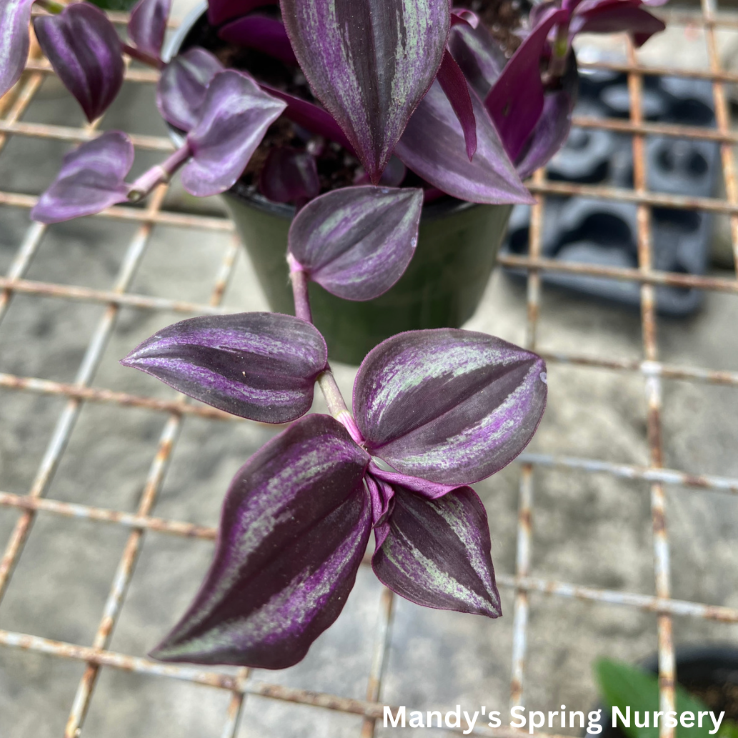 Deep Purple Tradescantia | Tradescantia pallida 'Purpurea'