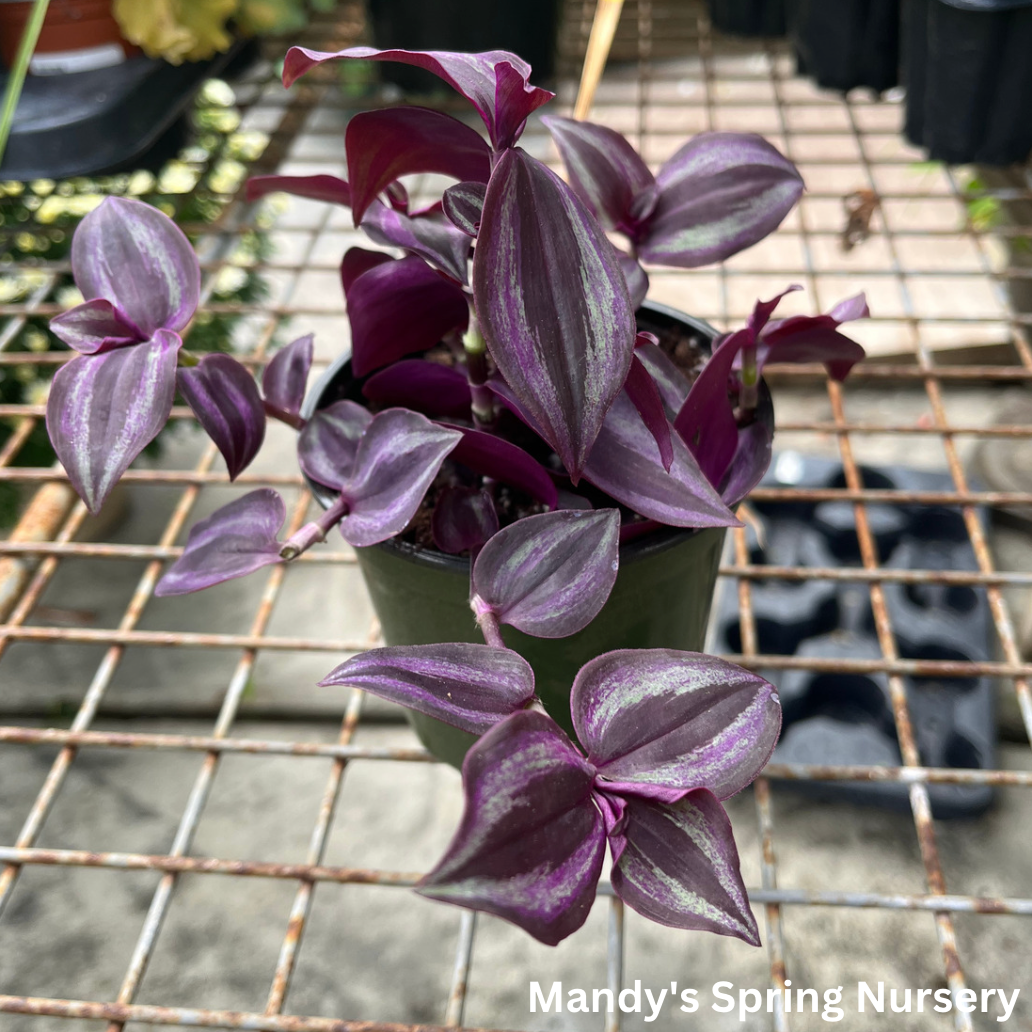 Deep Purple Tradescantia | Tradescantia pallida 'Purpurea'