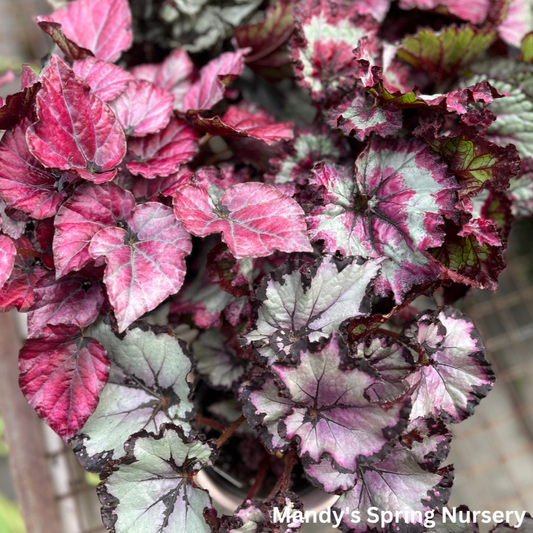 'Painted Leaf' Begonia - Rex begonia