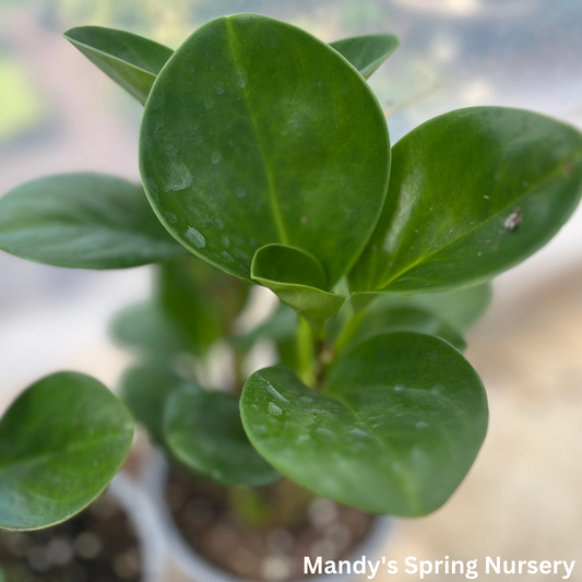 Baby Rubberplant | Peperomia obtusifolia