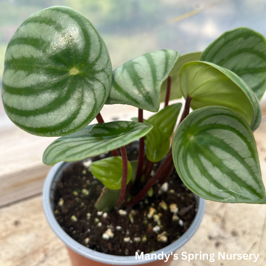 Watermelon Peperomia | Peperomia argyreia