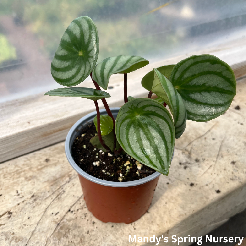 Watermelon Peperomia | Peperomia argyreia