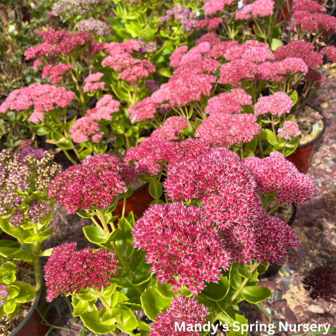 Autumn Joy Stonecrop | Sedum