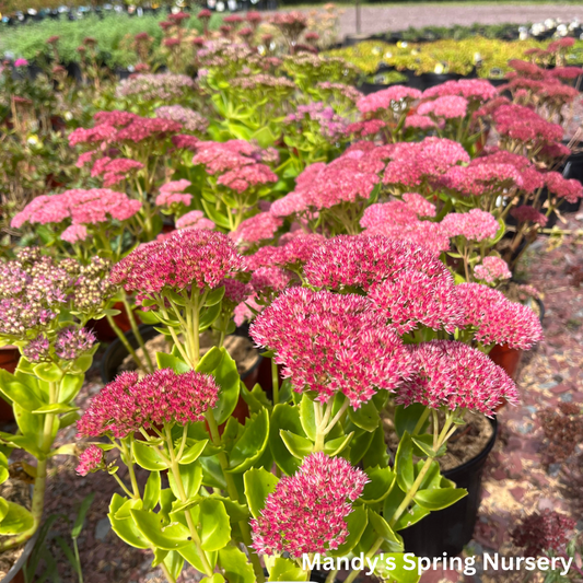 Autumn Joy Stonecrop | Sedum