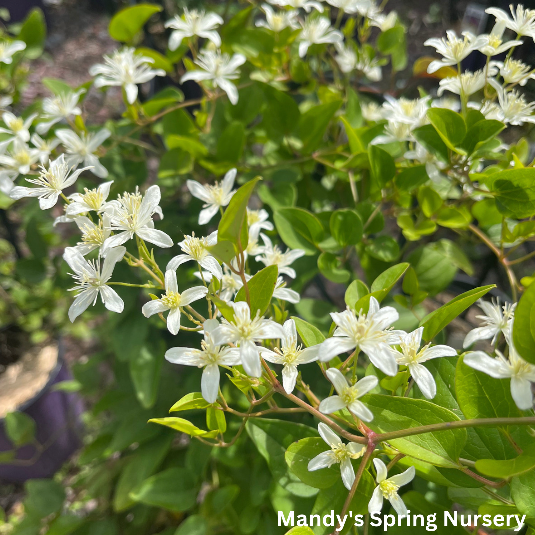 Sweet Autumn Clematis | Clematis paniculata