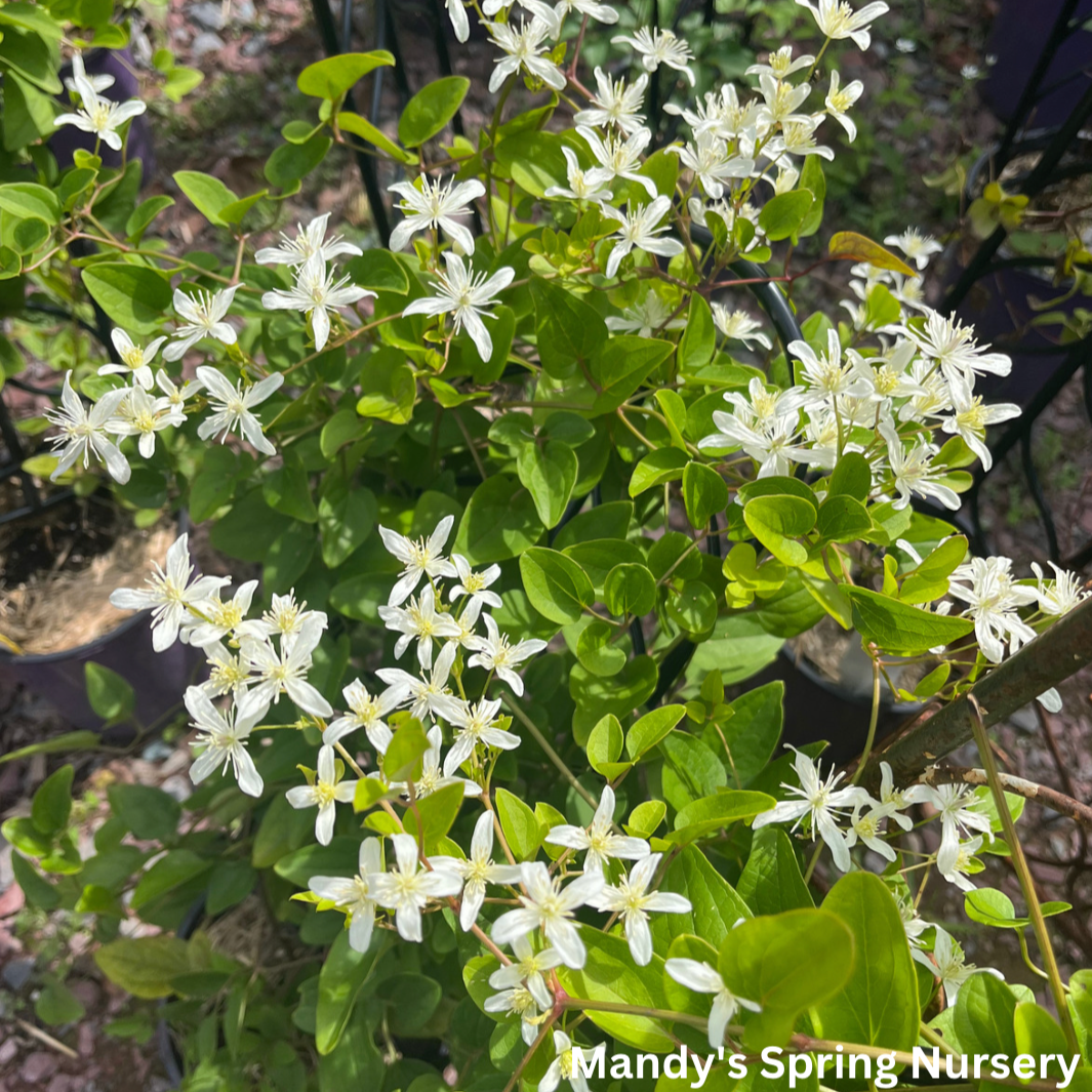 Sweet Autumn Clematis | Clematis paniculata