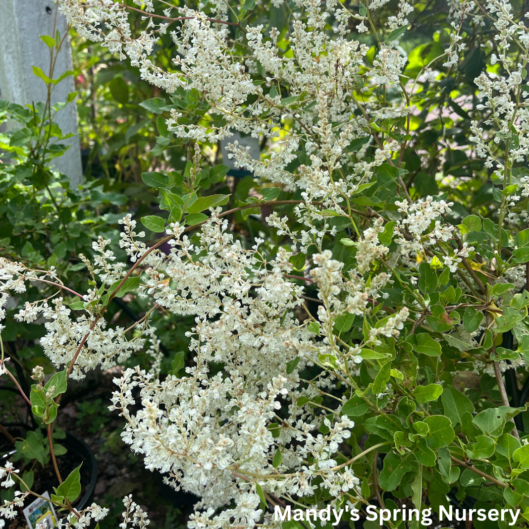 Silver Lace Vine | Polygonum aubertii