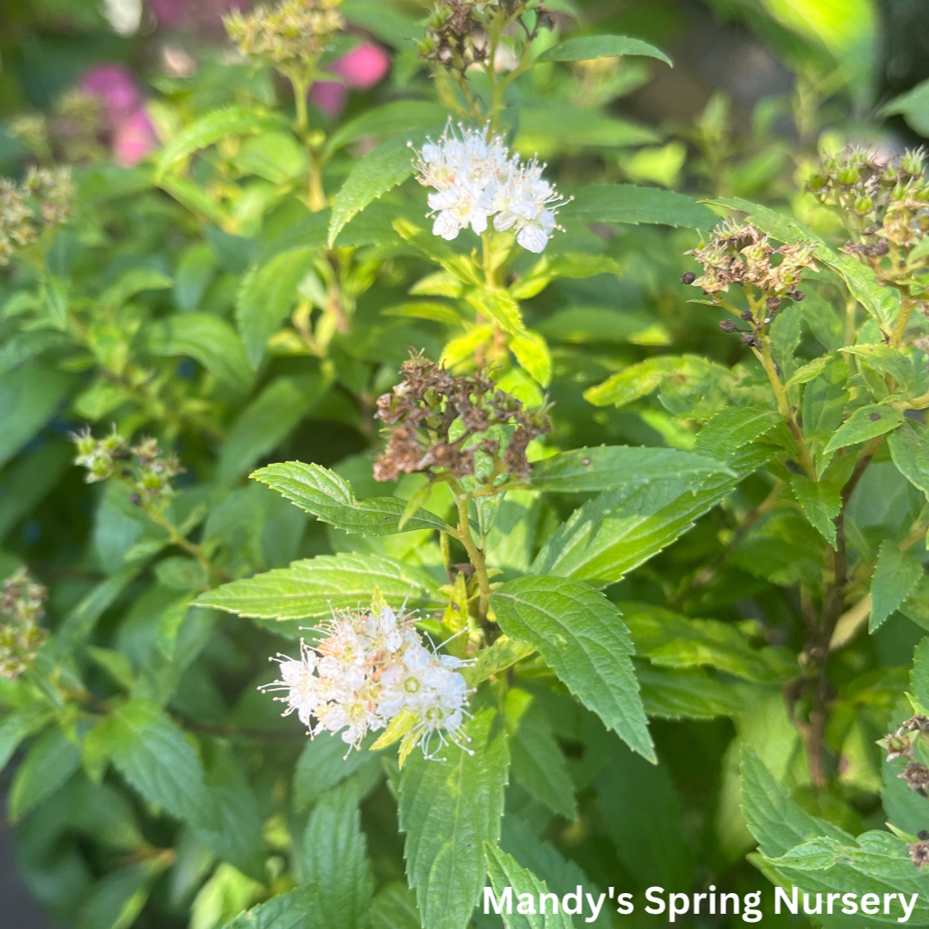 Japanese White Spirea | Spiraea albiflora