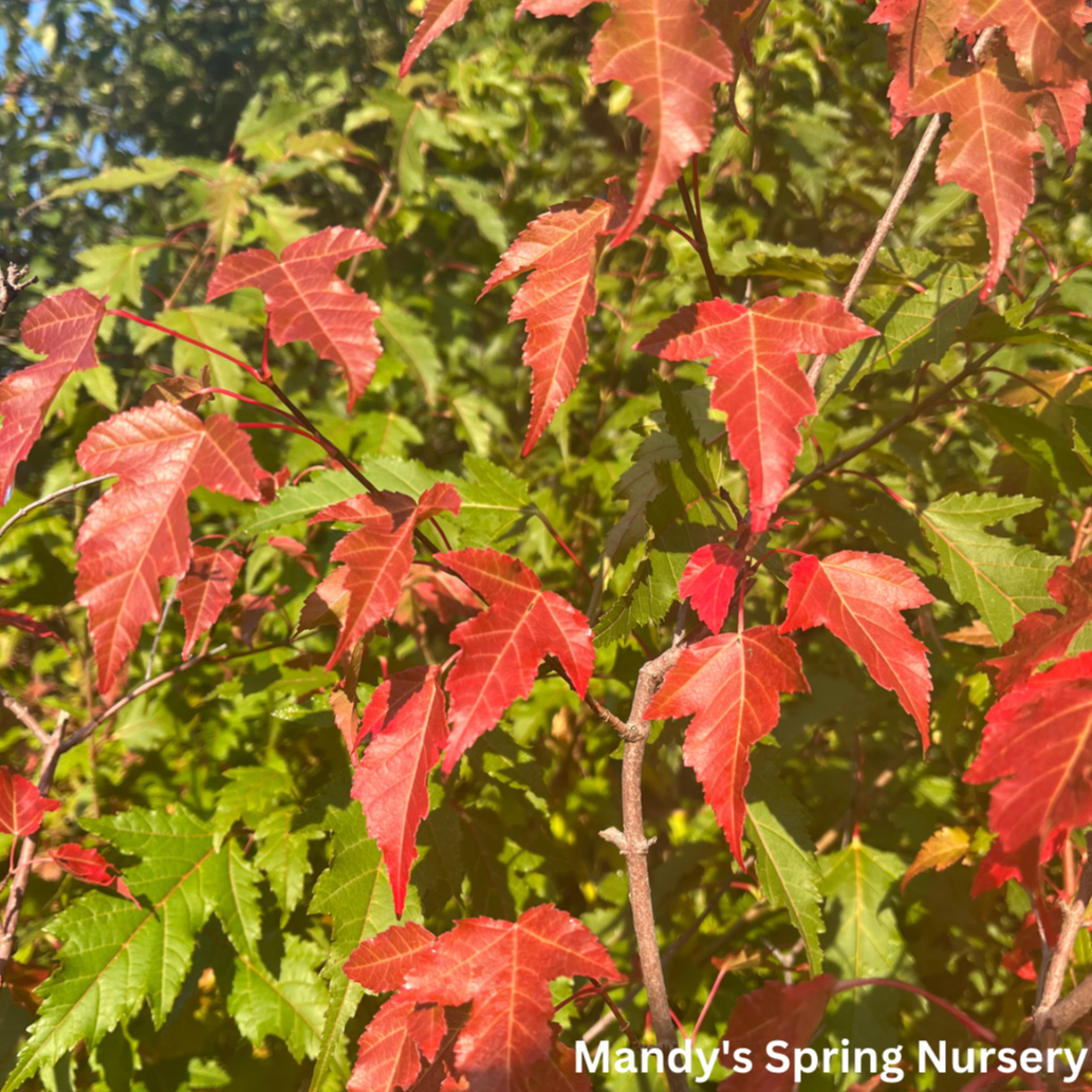 Flame Amur Maple | Acer ginnala 'Flame'