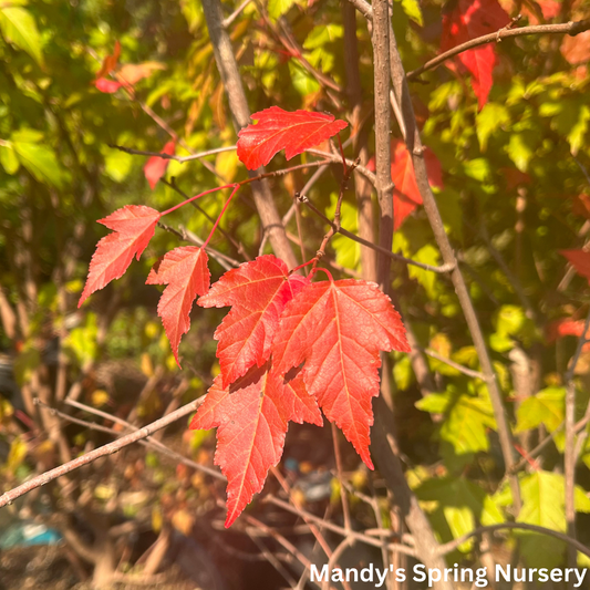 Flame Amur Maple | Acer ginnala 'Flame'