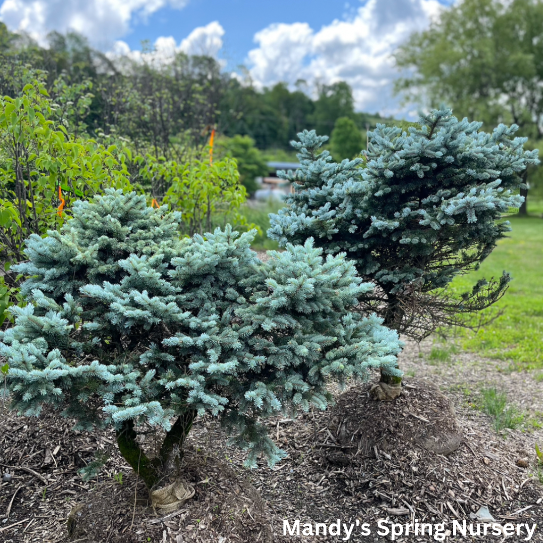 Thume Blue Spruce | Picea pungens