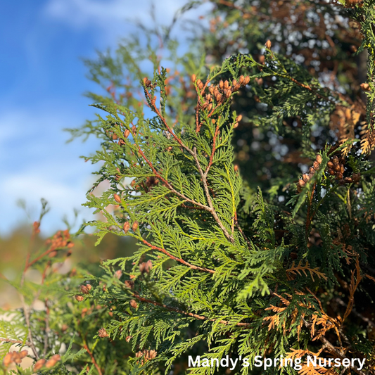 Techny Arborvitae | Thuja occidentalis 'Techny'