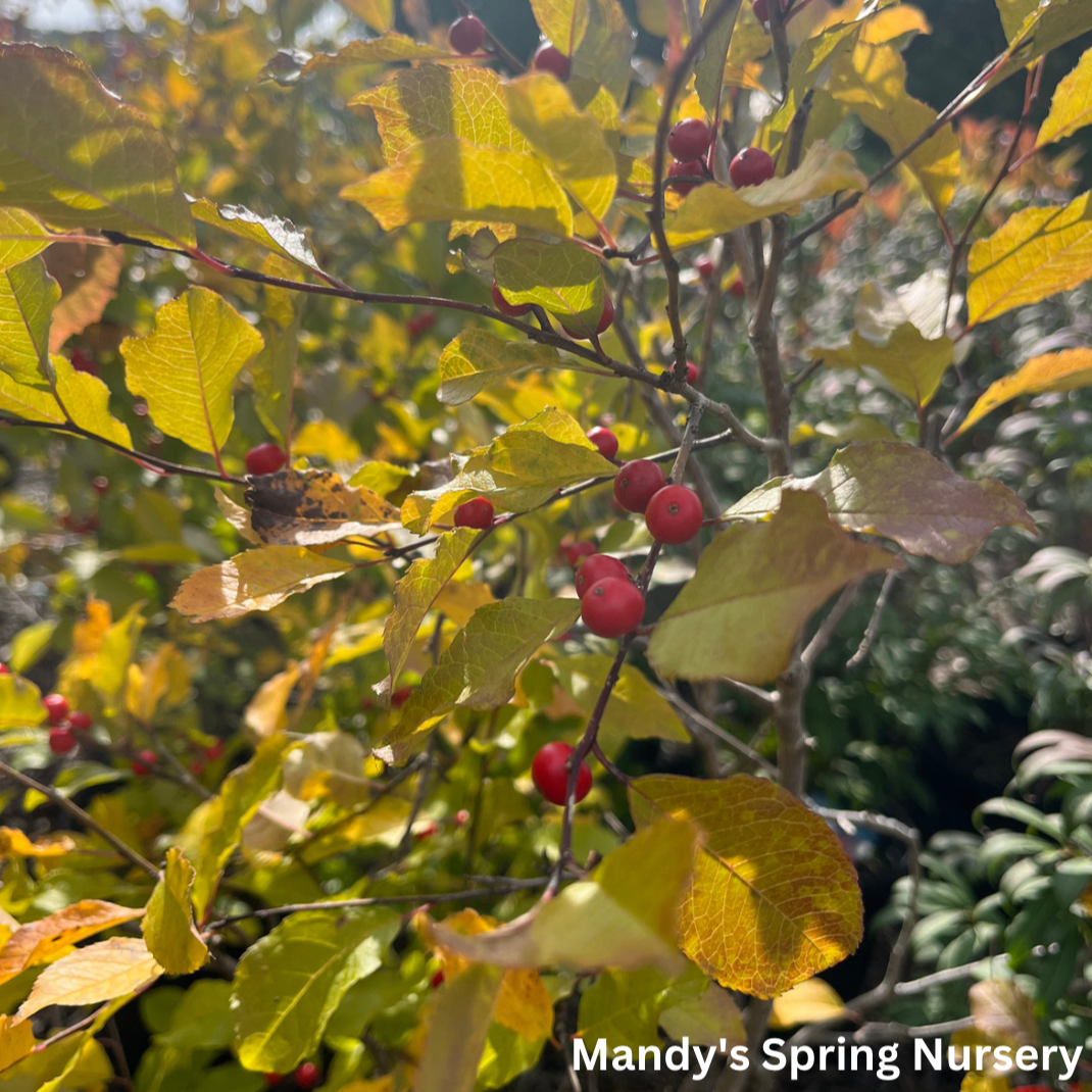 'Wildfire' Winterberry | Ilex verticillata