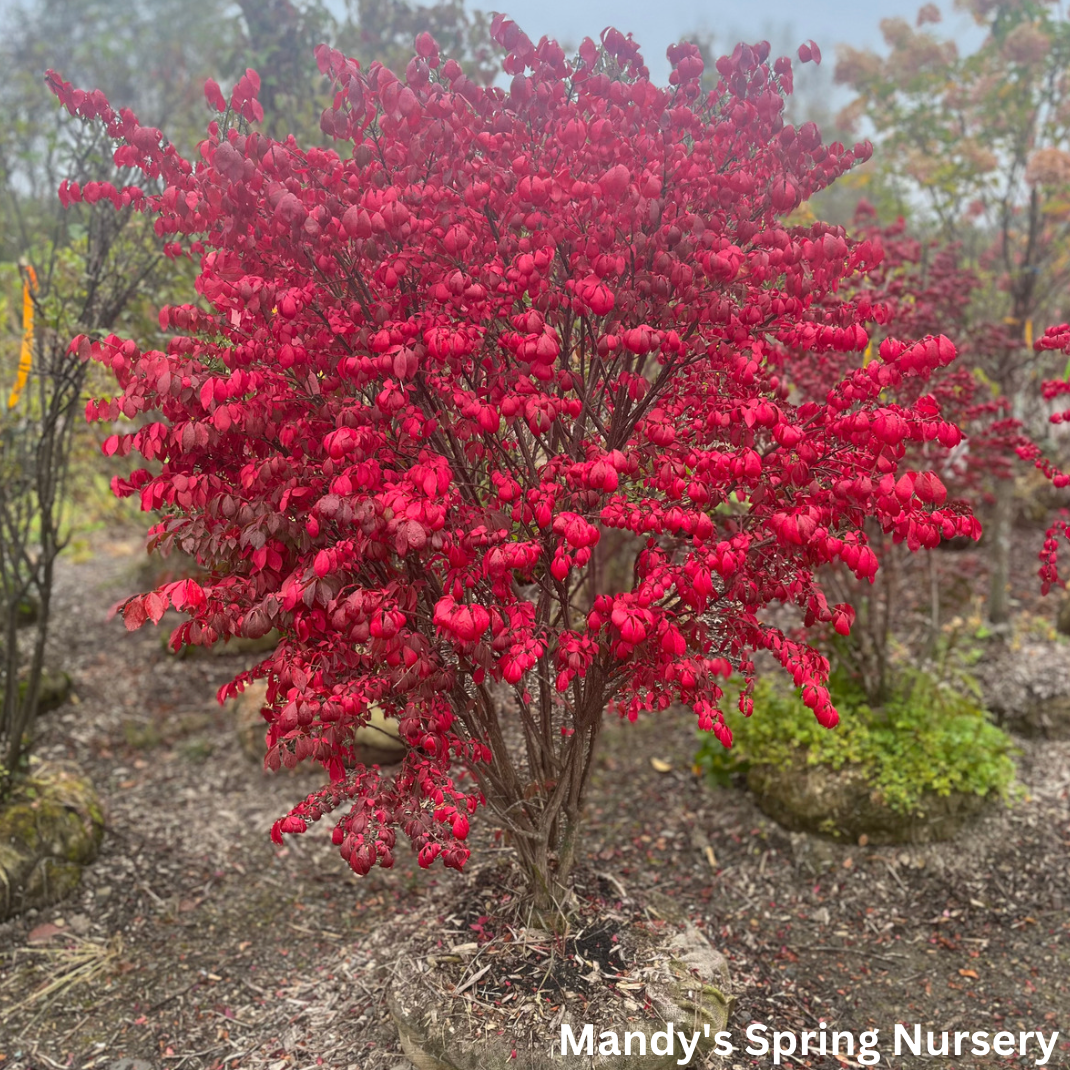 Grove Dwarf Burning Bush | Euonymus alatus