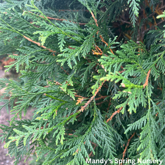 Nigra Dark Green Arborvitae | Thuja occidentails 'Nigra'