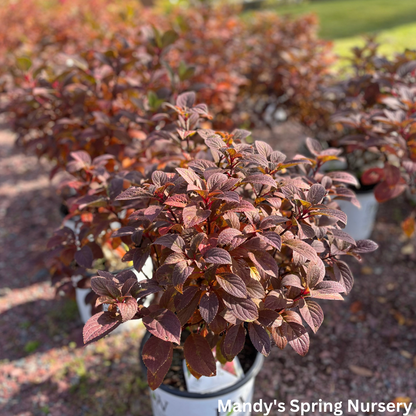 Little Quick Fire Hydrangea | Hydrangea paniculata