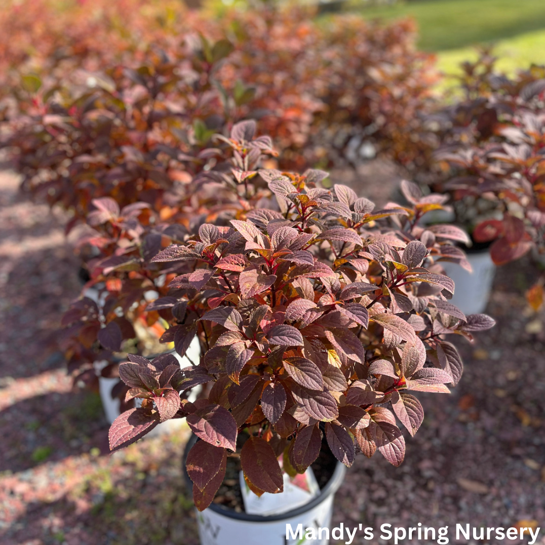 Little Quick Fire Hydrangea | Hydrangea paniculata