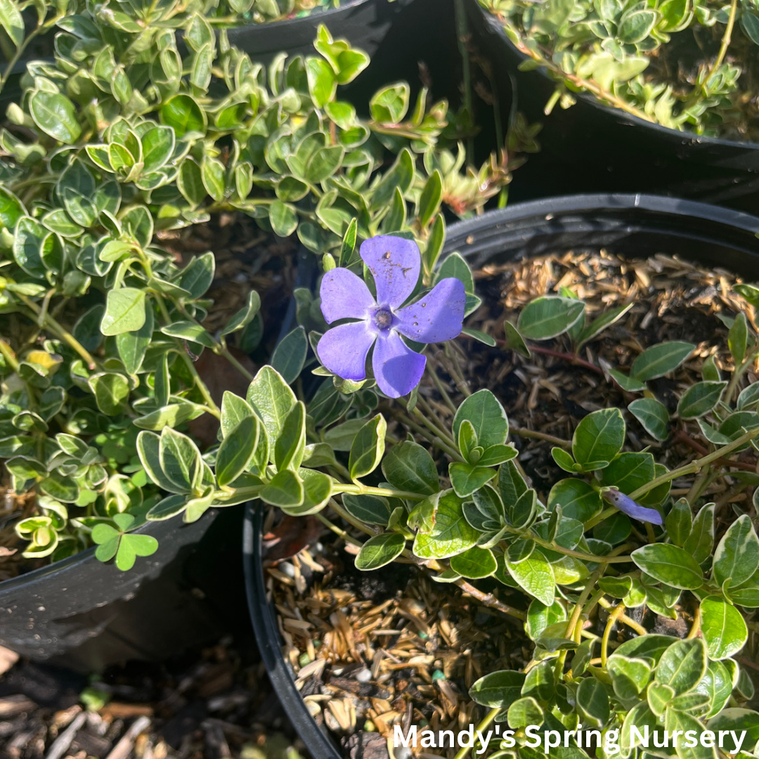 Ralph Shugert Periwinkle | Vinca minor 'Ralph Shugert'