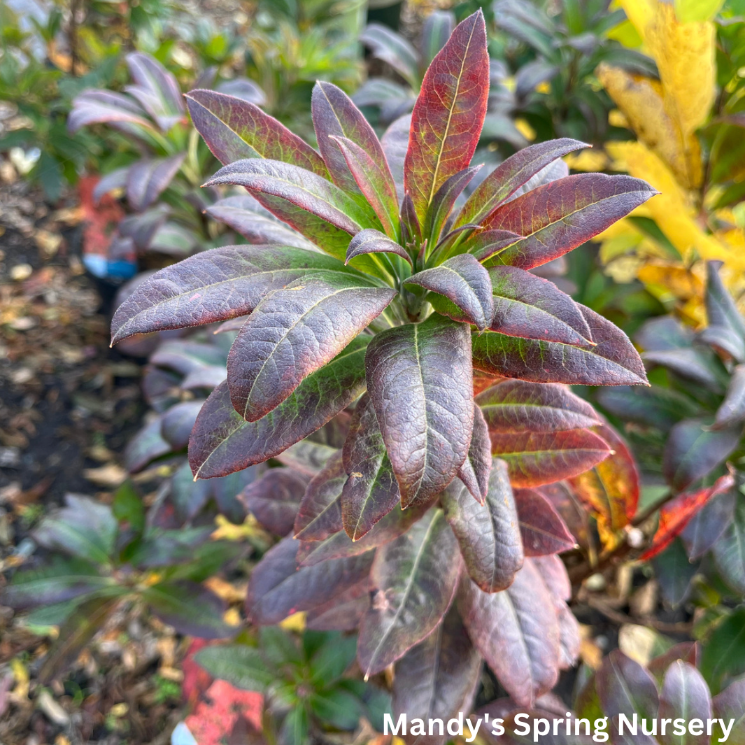 Mandarin Lights Azalea | Rhododendron