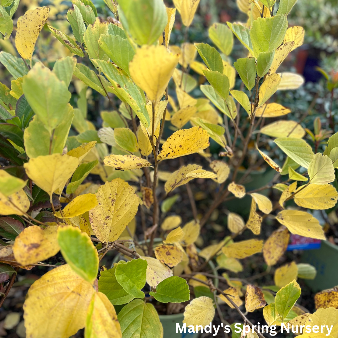 Witch Hazel | Hamamelis Vernalis