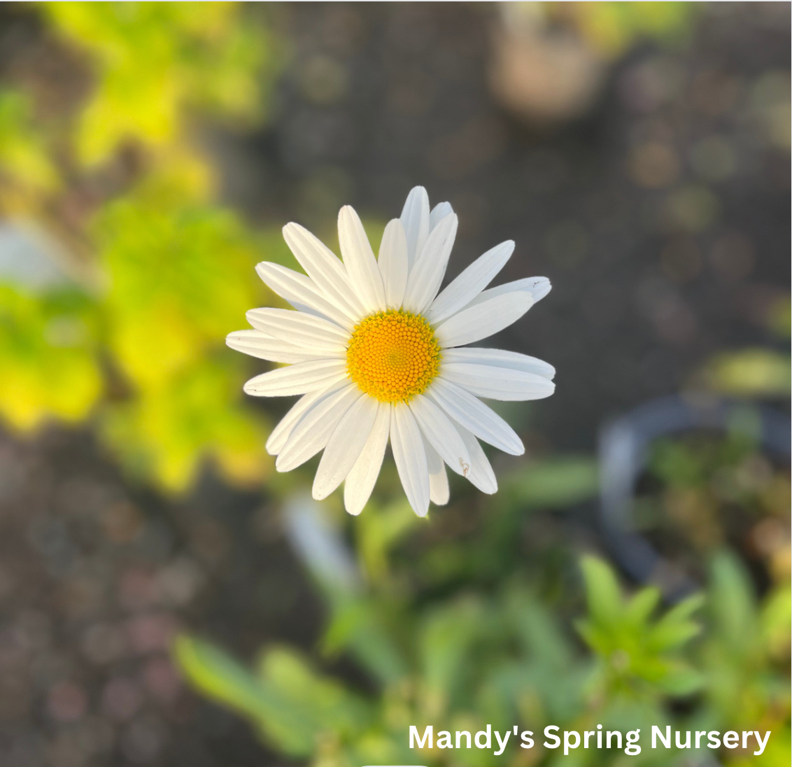 'Becky' Shasta Daisy | Leucanthemum superbum